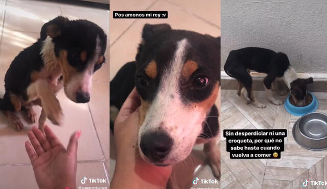 El perrito consiguió un nuevo hogar al lado de la joven que lo rescató. Aunque en un inicio se mostraba precavido, con el tiempo se acostumbró al afecto de un nuevo hogar. Foto: captura de TikTok