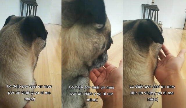 La joven comparte muestra con videos cómo intenta recuperar la confianza de su mascota. Foto: captura de TikTok