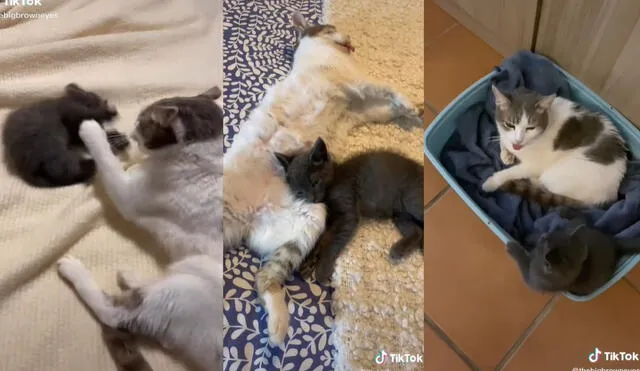 Los tiernos felinos llegaron a disfrutar de la compañía del otro a medida que crecían juntos. Foto: captura de TikTok