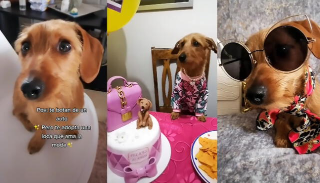En un clip de TikTok se muestran los cambios del perrito Lilo al ser adoptado. Foto: captura de TikTok / @lilopatitascortas