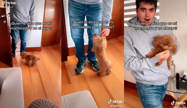 El perro cautivó a los presentes con su adorable actuación. Foto: captura de TikTok