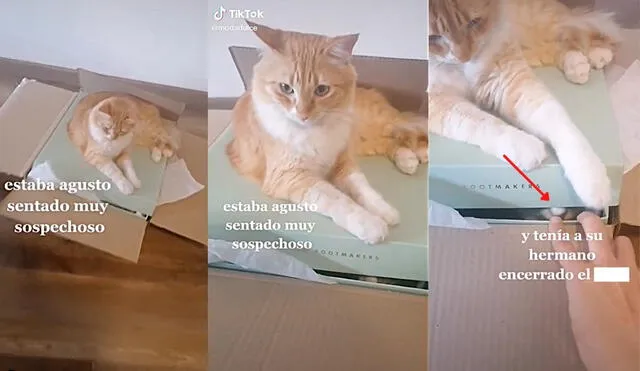 El gato no cerró por completo la caja y fue descubierto. Foto: captura de TikTok