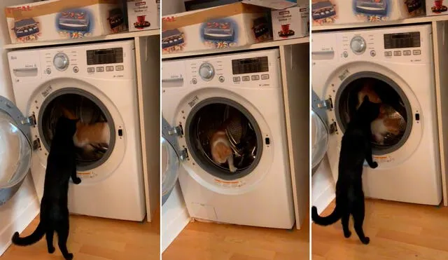 Los felinos aprovecharon que la lavadora se encontraba abierta y sin vigilancia para jugar en el tambor del artefacto. Foto: captura de TikTok