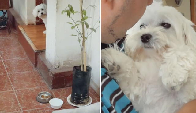 Este joven ya sabía lo ‘celoso’ que es su perrito con su comida, así que fingió que se iba a comer lo que no era suyo. Foto: captura de TikTok