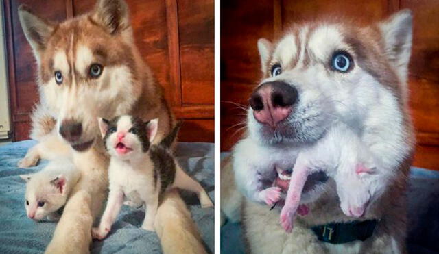 Una perrita detuvo su paseo cuando una caja sellada le llamó su atención y alertó a su dueña, pero no imaginaron que había unos gatitos de poco tiempo de nacidos. Foto: Bannerthesuperdog/ Facebook