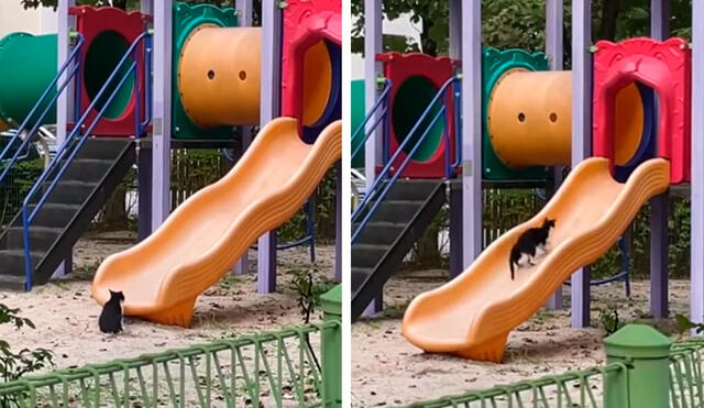 TikTok viral: gatito callejero aprovecha la ausencia de niños para divertirse en los juegos de un parque