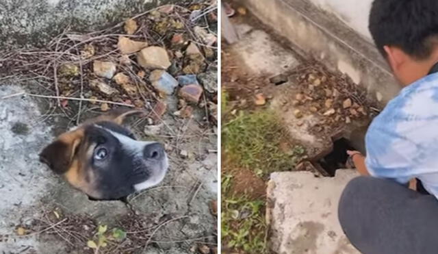 Un perrito de la calle estaba buscando comida mientras deambulaba por la calle y se metió por un hueco que encontró en el suelo. Foto: captura de YouTube