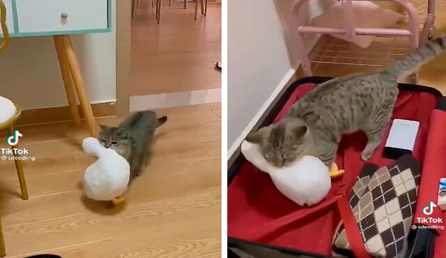 TikTok viral: gatito no quiere alejarse de su dueña y pone su peluche en su maleta para viajar con ella