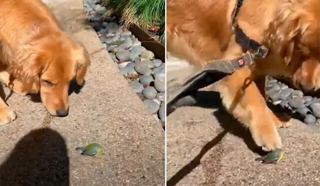 Cuando el can intentó colocar su pata sobre el ave, lo hizo sin medir su fuerza y esto provocó que el pajarito se asuste y salga volando. Foto: captura de YouTube