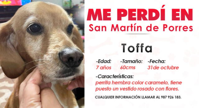 Toffa se perdió en San Martín de Porres la noche del 31 de octubre. Su familia ofrece recompensa a quien brinde información de su paradero Foto: composición LR