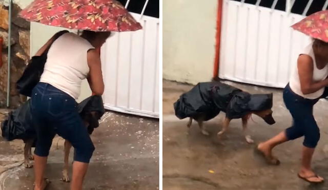 TikTok viral: mujer fabrica un impermeable con bolsas para proteger a su perrito de la lluvia