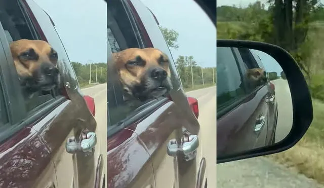 El perrito Auggie tiene tan solo dos años de edad. Foto: captura de YouTube