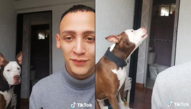 El can viene ganando seguidores con el clip subido a TikTok. Foto: captura de TikTok