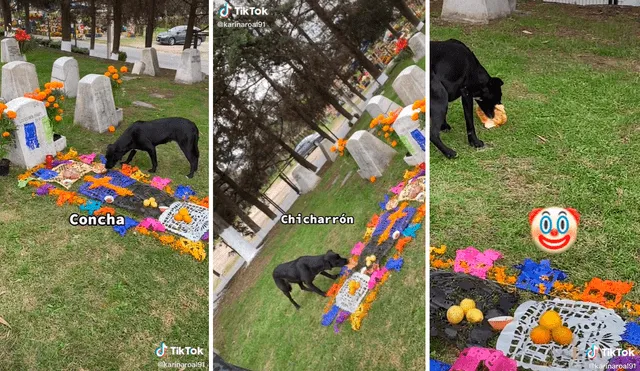 El perro no perdió oportunidad para devorarse la comida que dejaron los familiares sobre las tumbas por el Día de los Muertos. Foto: captura de TikTok