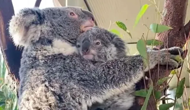 Los trabajadores de un albergue acogieron a una mamá koala y su cría de poco tiempo de nacido, pero no imaginaron que serían testigos de una tierna escena. Foto: captura de Facebook