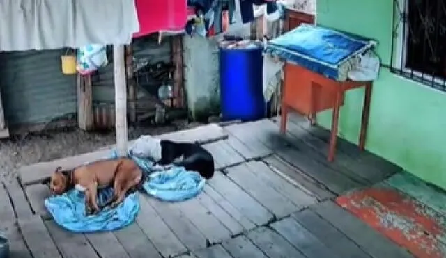Los perritos se echaron en las sábanas luego de jugar por un largo tiempo. Foto: captura de TikTok