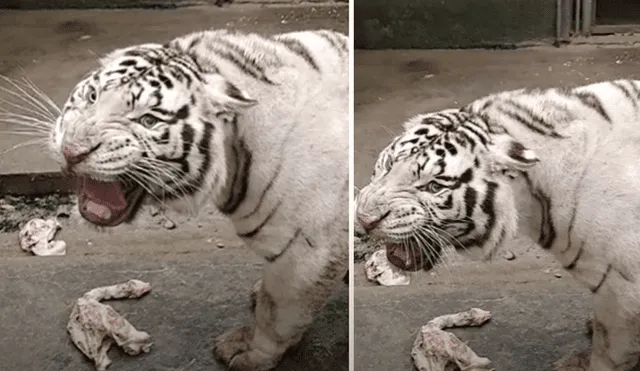 El video viral ha sido compartido en el canal Tiger. Foto: captura de YouTube