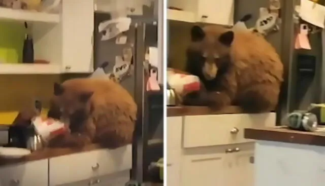 Un oso salvaje entra a la cocina en busca de alimento y encuentra un balde de KFC. Foto: captura de Instagram