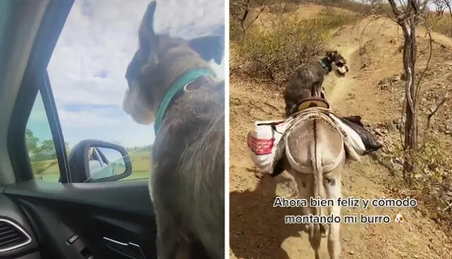 Una mascota se fue al norte peruano y su paseo en un burro termina haciéndose viral. Foto: captura de TikTok