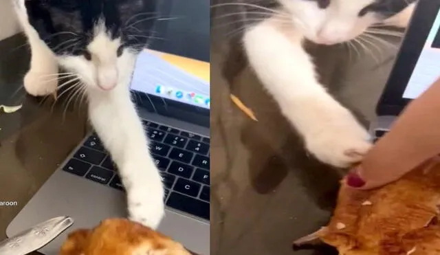 Un felino se ha hecho viral en TikTok gracias a un video donde se le ve robando la cena de su dueña. Foto: captura de TikTok