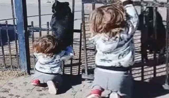 Un tierno bebé fue cómplice de un perrito al ayudarlo a escapar de su hogar. El video de ambos en pocas horas se volvió viral en TikTok. Foto: captura de TikTok