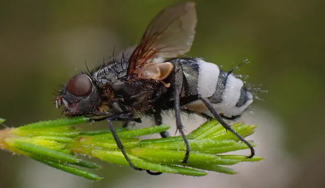 Una mosca infectada con E. muscae, el hongo manipulador. Foto: Inaturalist / Cobaltducks