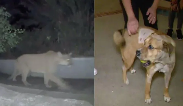 Cuando vieron al depredador en su vivienda, no supieron qué hacer. Para ello, Rocky se encontraba en el patio trasero, muy cerca del felino. Foto: captura de YouTube