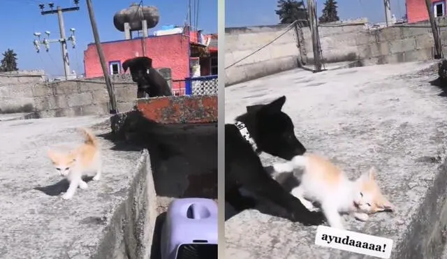 El usuario muestra en otros videos la relación que tienen estas dos mascotas que aparentan no llevarse tan bien. Foto: captura de TikTok