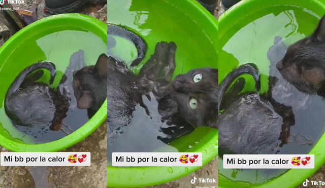 El gatito encontró la tina llena de agua y se sumergió en ella por varias horas  sin mostrarse asustado, por el contrario, disfrutaba de su baño. Foto: captura de TikTok