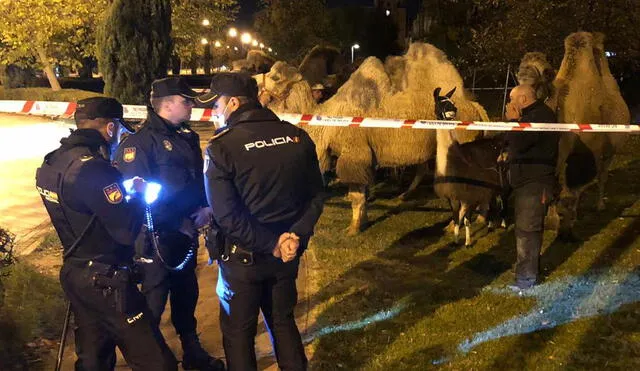 Los dueños señalaron que el recinto de los camellos fue manipulado, por ello los animales pudieron escapar. Foto: Policía Nacional de España/Twitter