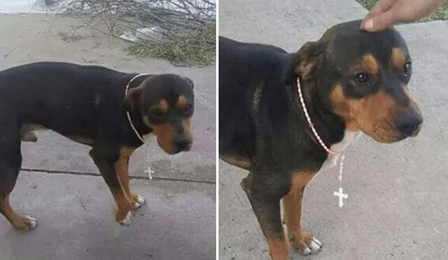 Ellos cogieron una de sus creaciones y colgaron un rosario en el cuello del can. Para las personas católicas, este representa un símbolo de bienestar o protección. Foto: captura de Facebook