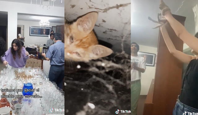 El felino quedó atrapado entre telarañas y polvo, debido a ello,  al ser liberado quedó cubierto con suciedad. Foto: captura de TikTok