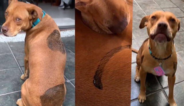 La cuenta que subió el clip viral aseguró que se usó un tinte especial para perros, y que este no afectó al animalito. Foto: captura de TikTok.