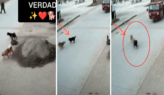 El perro afortunadamente empujó a tiempo a su amigo para evitar ser atropellados. Foto: captura de TikTok