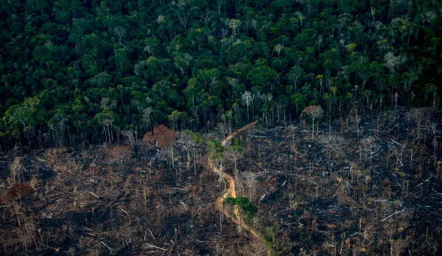 El bosque amazónico es afectado por el cambio de uso de suelos, la tala ilegal, la minería aurífera y el narcotráfico.