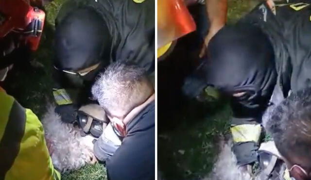 Debido a la gravedad del caso, el perrito necesitó que se le apliquen primeros auxilios, pues había dejado de respirar. Foto: captura de Facebook