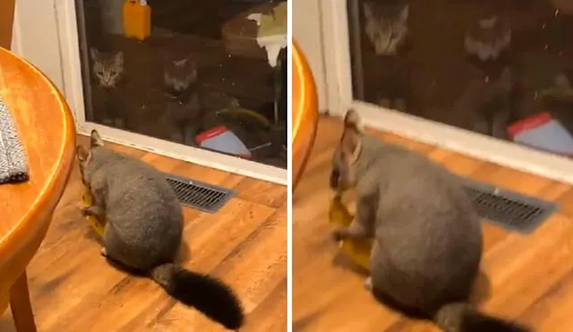 Él pensó que se trataba de una travesura de sus mascotas, pero se llevó una sorpresa al enterarse que habían ingresado a su hogar a escondidas. Foto: captura de YouTube