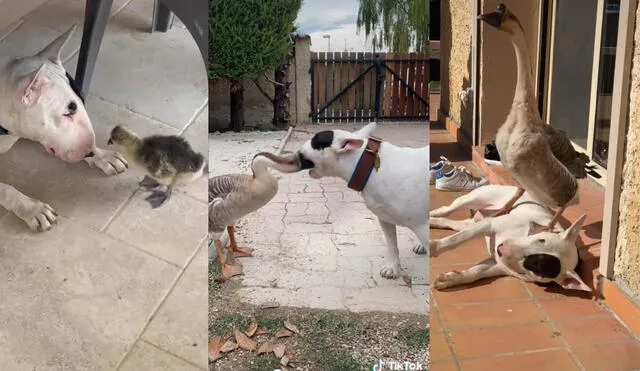 La cuenta @ninobullterrier está dedicada a difundir los buenos momentos que comparten las mascotas amigas. Foto: captura de TikTok