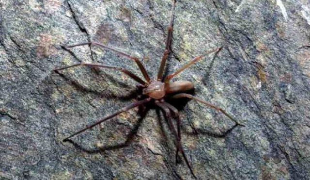 La araña ermitaña parda es nativa de América del Norte. Foto: Emergency Live