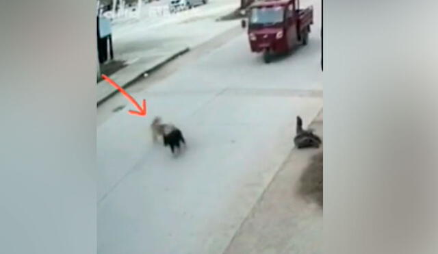 Juntos regresaron a la acera y el heroico acto de este perrito quedó registrado en un video que ha logrado conmover a miles de cibernautas. Foto: captura de YouTube