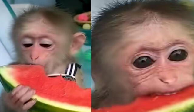 Los usuarios de la popular red social han comentado, luego de ver el video viral, que anhelan tener un simio de mascota. Foto: captura de TikTok.