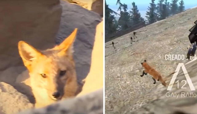 El zorrito de Comas ya es el protagonista de un divertido video de GTA San Andreas. Foto: Captura América TV/Galy Raffo