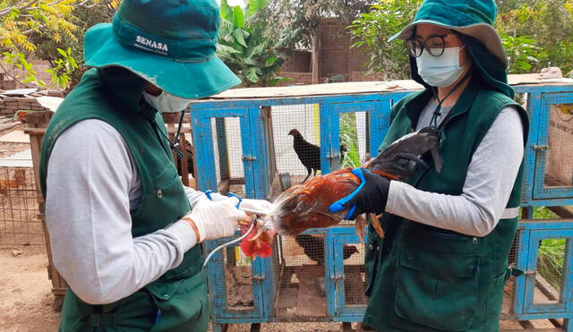 El Senasa vacunó un 13,39% más de aves que la meta establecida. Foto: Senasa