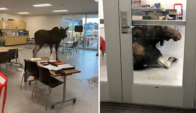 Un enorme mamífero se alejó de su hábitat natural por un problema que le causó un susto y se refugió en un centro educativo. Foto: captura de YouTube