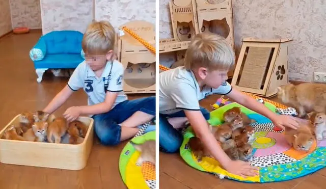 TikTok viral: niño se emociona al conocer a las crías de su gatita y se encarga de cuidarlos en el día