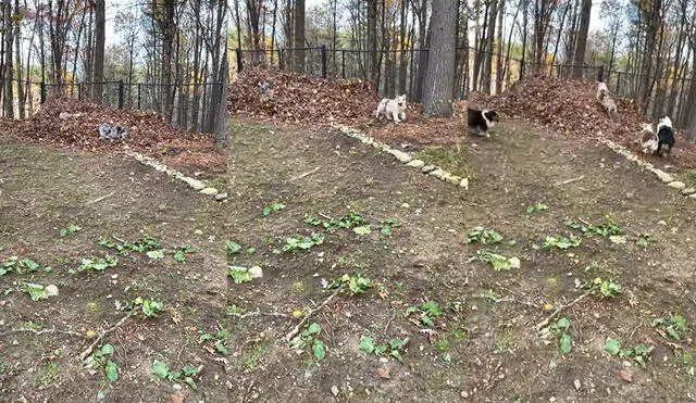 Los impetuosos perrito se lanzan con mucha energía al cúmulo de hojas. Foto: captura de YouTube