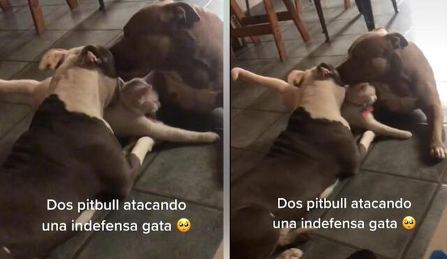 La usuaria suele compartir clips de la relación que tienen sus mascotas en su cuenta @geraaal.gonz. Foto: captura de TikTok