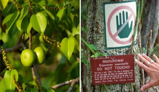 Tocar este árbol tiene consecuencias nefastas, por lo que hay que hacer caso a las advertencias. Foto: Mother Nature Network