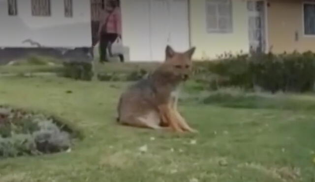 Las autoridades aún no se pronuncian para la captura del zorro andino callejero. Foto: captura canal 4