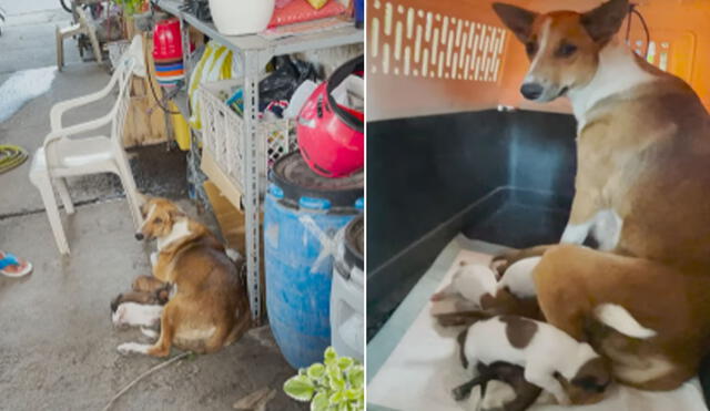 Esta perrita vivió por años en la calle. Trabajadores de un mercado aceptaron que duerma en sus instalaciones. Foto: captura de Facebook